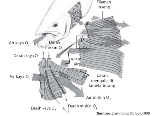 Ikan menggunakan insang untuk bernapas.