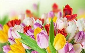 Flowers image 4k