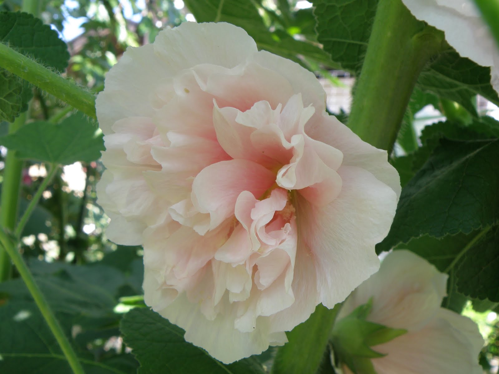 Flos 花 Blume Flower 華 Fleur Flor Cbetok Fiore 6月 10