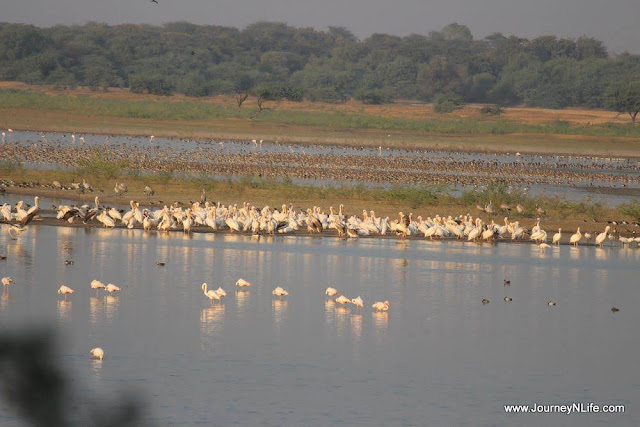 Thol Lake Bird Sanctuary - A birding paradise