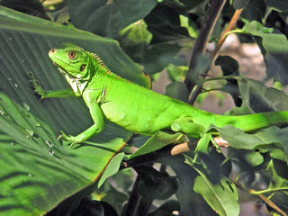 Reptilia mania - Giant Green Iguana