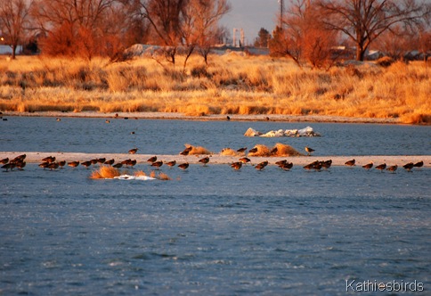 6. curlews-kab