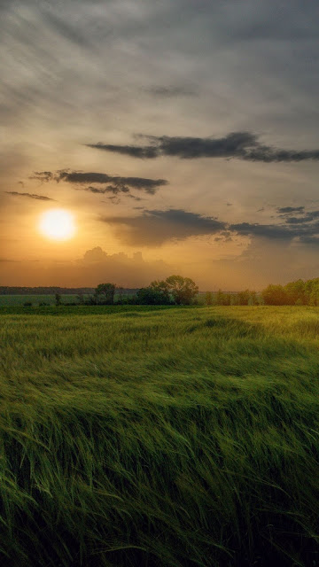 Wallpaper Field, Grass, Forest, Sunlight