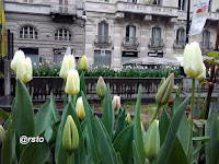 tulipani in piazza Emanuele Fliberto