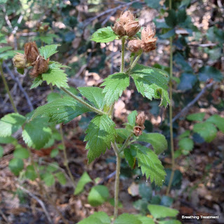 Cinquefoil has these characteristic flower stalks.