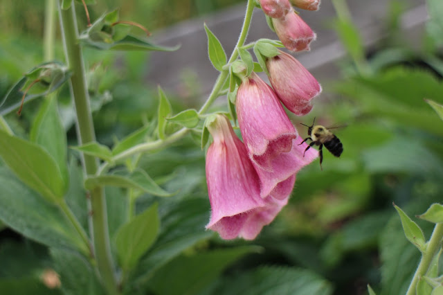 bee entering foxglove, maine, gardening