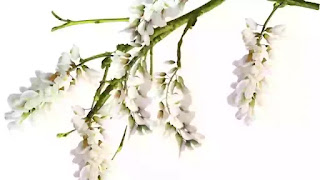 White Acacia flower