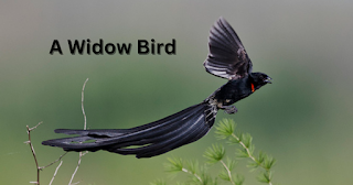 Facts of Widow Birds
