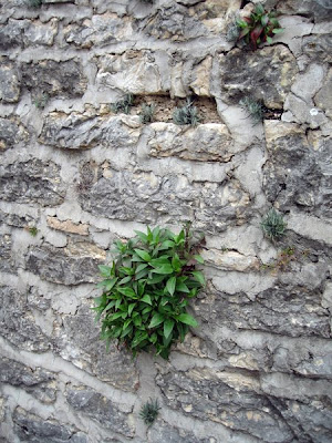 Plant in the fortress wall