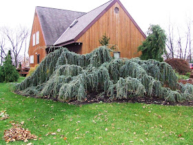 Cedrus atlantica glauca Pendula