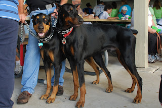 Funny Doberman Pinscher