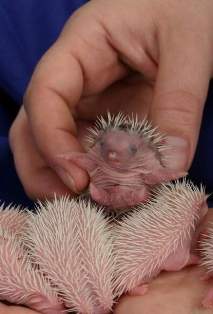 [Image: hedgehog-babies11.jpg]