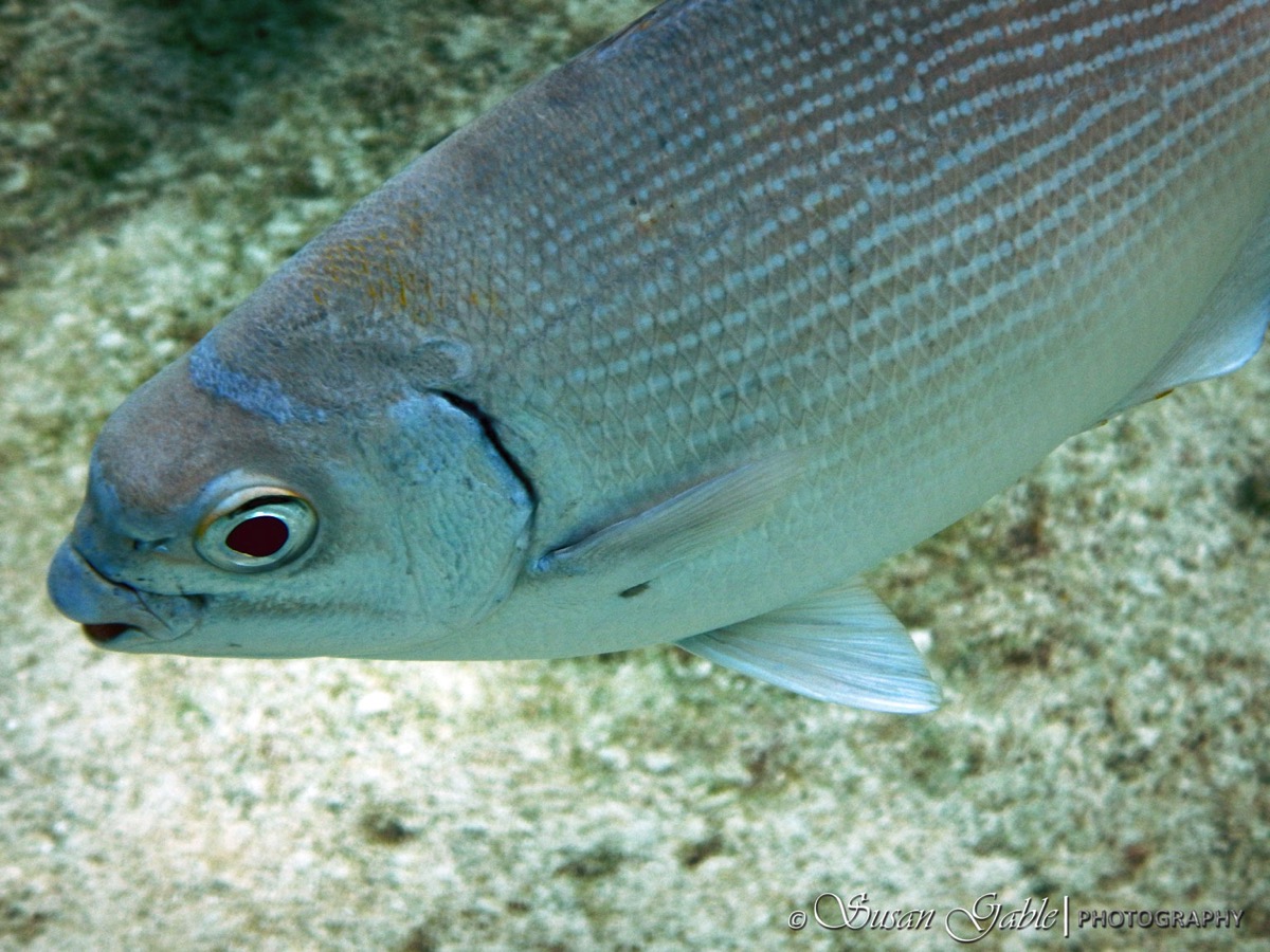 Cozumel 5488