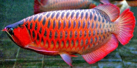 Ikan Arwana Red Gold, ikan hias