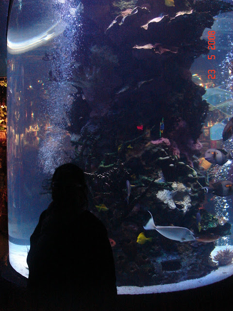 Aquarium at Rain Forest Cafe,San Francisco