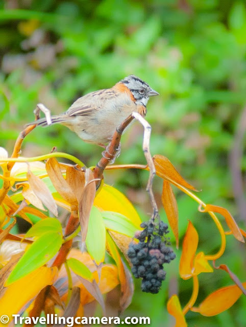 These sparrows are found almost everywhere and aren't intimidated by human presence. It is as commonly sighted in suburban settings as in the urban ones, but is mostly missing from densely forested areas. They feed on seeds, fallen grain, insects, and spiders, and are friendly and versatile.    The third sparrow is the Eurasian Tree Sparrow. It is very difficult to differentiate between the common house sparrow and the tree sparrow. They appear exactly the same at least to a layman. However, after some research I found that the tree sparrows are slightly smaller than the house sparrows and are less aggressive.