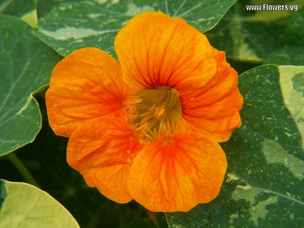 nasturtium flower 