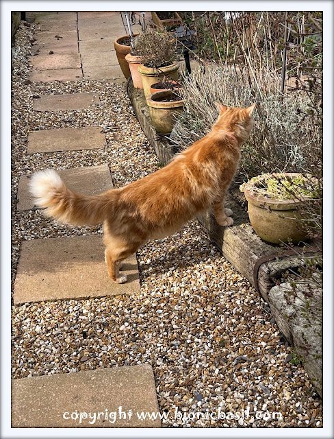 The BBHQ Midweek News Round-Up ©BionicBasil® Fudge's Making A Plan For The Garden