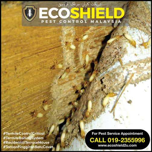 Termite Control : Pest Control Selangor Malaysia