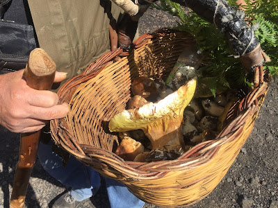 We ran into a number of mushroom hunters on this hike. Porcini we think. 