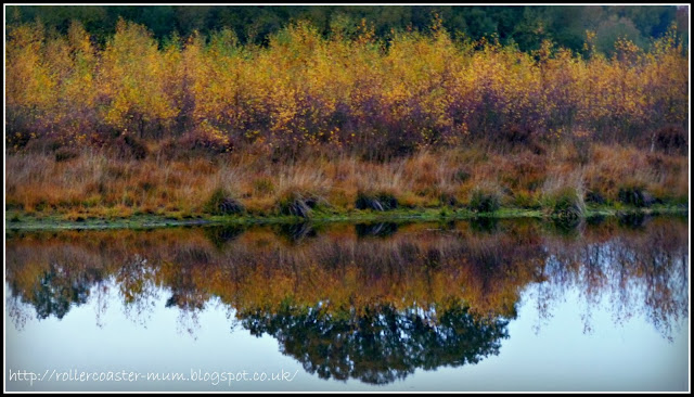 autumn heathland reflections