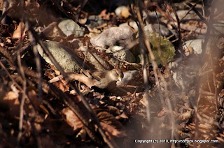 House Sparrows, 12/02/10 Broadmoor