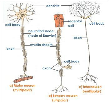 Sel saraf terdiri dari sel saraf sensoris, Sel saraf motorik, Sel saraf interneuron