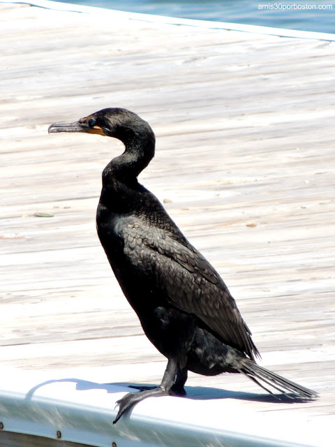 Cormorán Orejudo