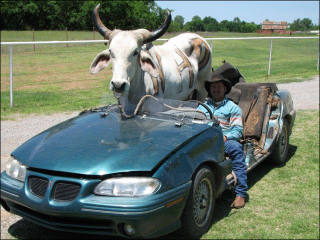 Vrry Funny Cow Pictures 2011 | Funny Animals
