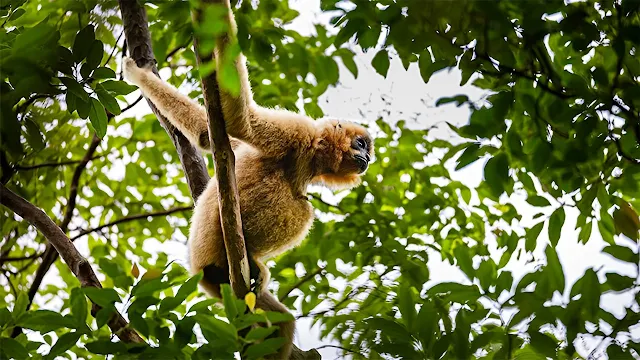 ​Earth Day: Embracing Natural Security for a Sustainable Future