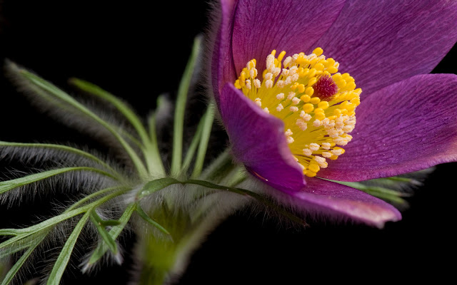 Flor Morada Hermosas Fotos de Flores - Imágenes de Flores en HD