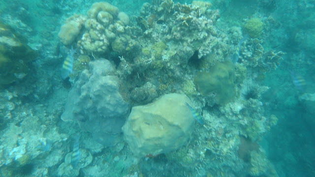 A shot of rocks and coral reef with a couple of yellow and black striped fish.