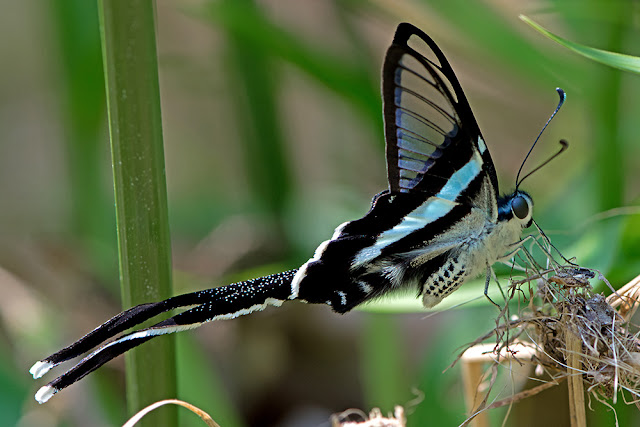 Lamproptera meges the Green Dragontail