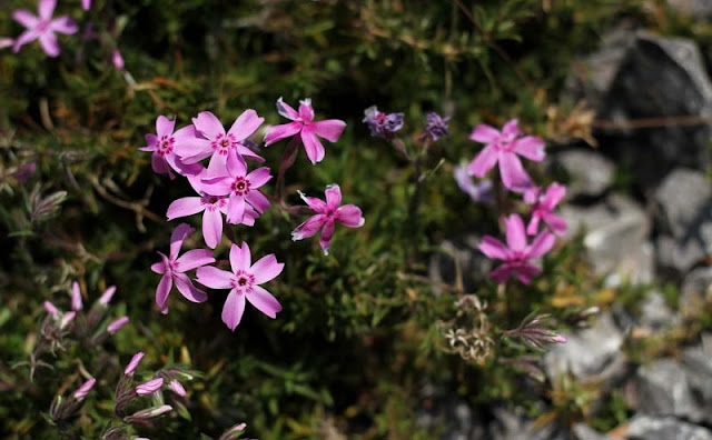 Phlox Subulata Flowers