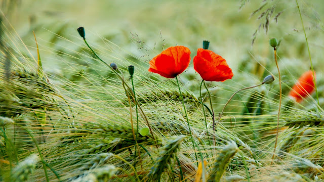 a pair of red poppies in the wheat