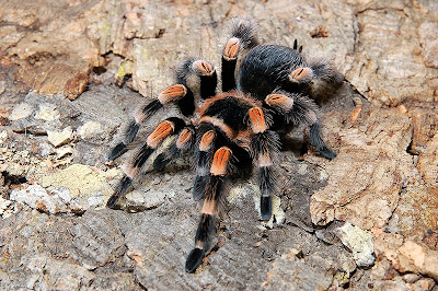 Brachypelma smithi Weibchen