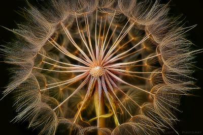 photographing flowers on a black background