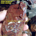 Batu ATI AYAM Jember bongkah 02 by: Jember Handicraft Kerajinan Khas Jember  
