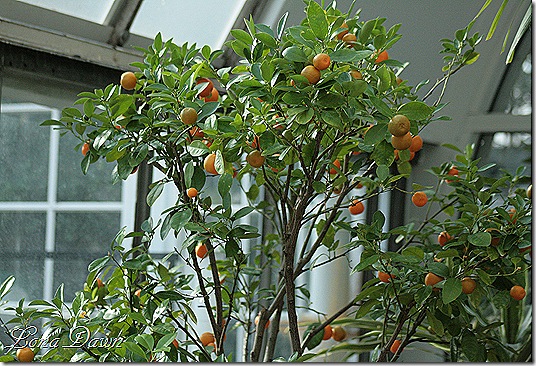 Orange_Tree_Dec2