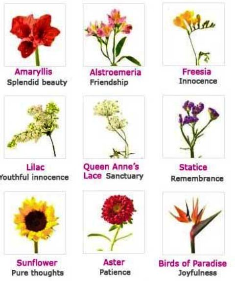 Different Types Of Flowers And Their Meaning