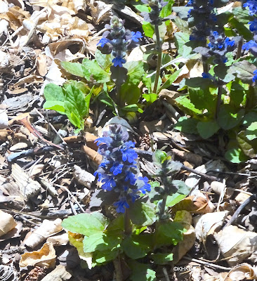 bugleweed, Ajuga repens