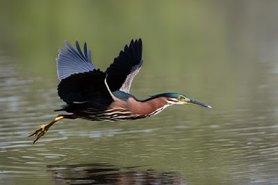 Green Heron flying low over still pond
