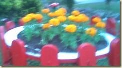 Carrossel das flores.