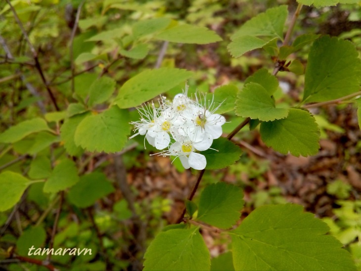 Спирея уссурийская / Таволга уссурийская (Spiraea ussuriensis)