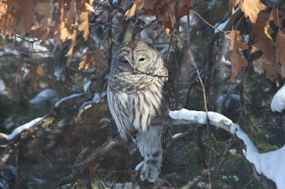 barred owl on its usual branch