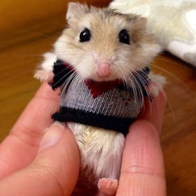 Funny animals of the week - 14 February 2014 (40 pics), hamster wears tiny sweater