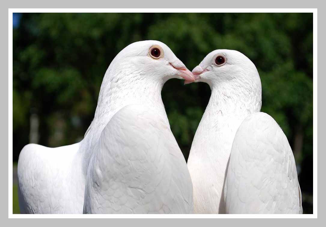 Koleksi Dp Bbm Bergerak Burung Kumpulan Gambar  Meme Lucu