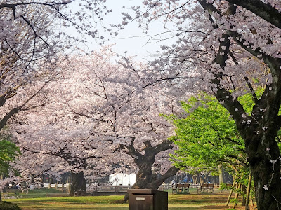 √70以上 代々木 公園 桜 場所 318378