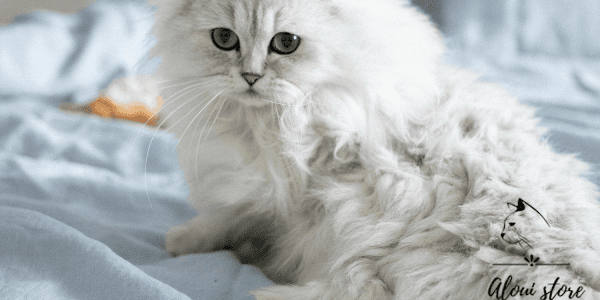 Persian House Cat Care Guide & Personality Traits