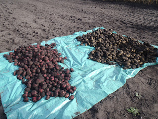 All the potatoes, spread on a tarp